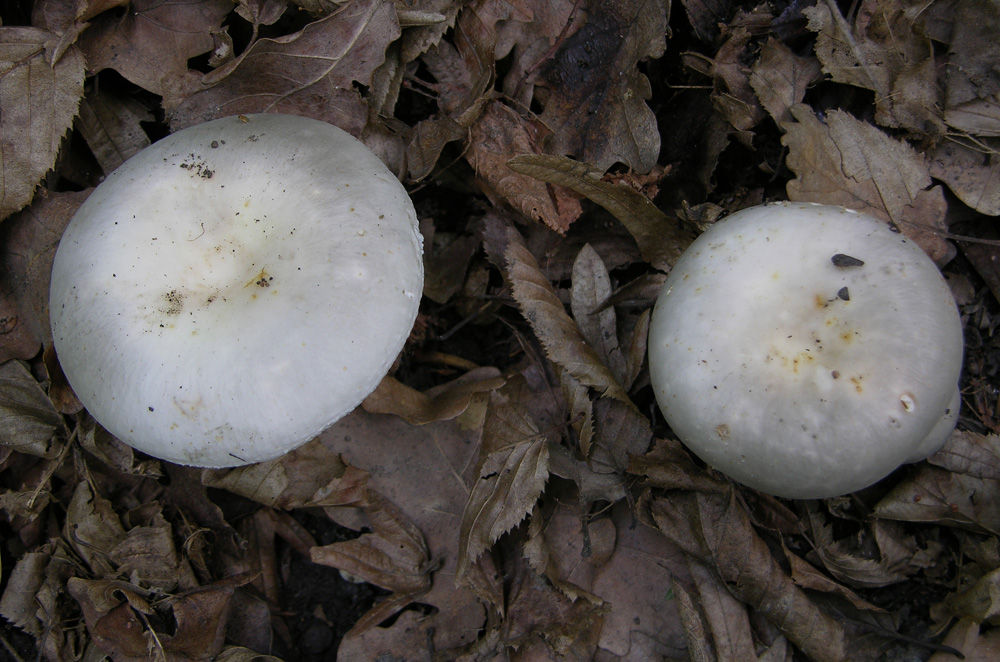 Russula da determinare. (Russula medullata?)